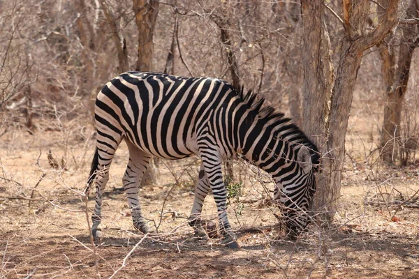 Zebra Africana Pastoreio Para Alimentos — Fotografia de Stock