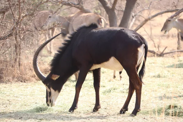 Sable Antelope Pastoreio Para Alimentos — Fotografia de Stock