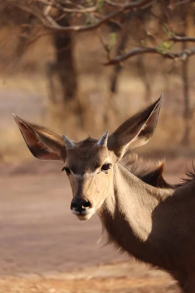 Młodzieniec Greater Kudu Mężczyzna Dumnie Pokazuje Swoje Nowe Rogi — Zdjęcie stockowe