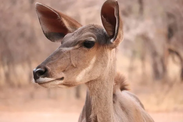 Feminino Grande Kudu Observando Mundo Seu Redor — Fotografia de Stock
