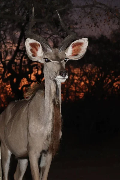 Kudu Pôr Sol Africano — Fotografia de Stock