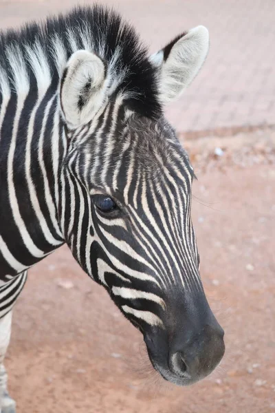 Fechar Rosto Jovem Zebra — Fotografia de Stock