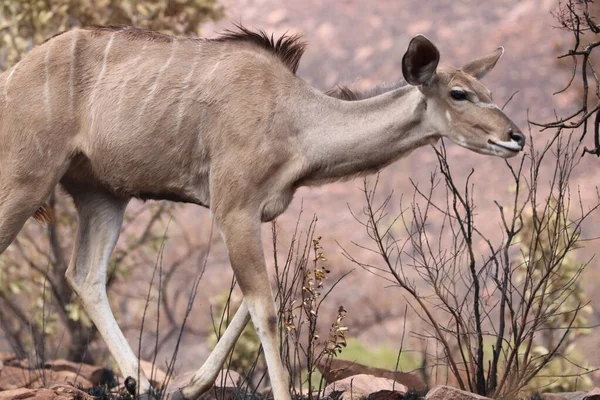 Weiblicher Großkudu Streift Durch Den Busch — Stockfoto