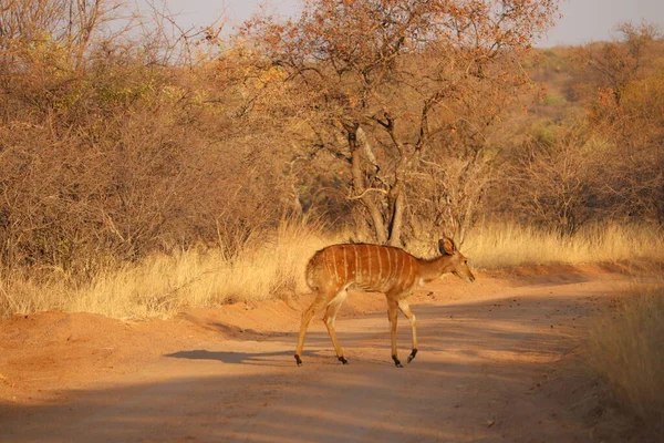 Kobieta Nyala Roaming Gorącym Afrykańskim Upale — Zdjęcie stockowe