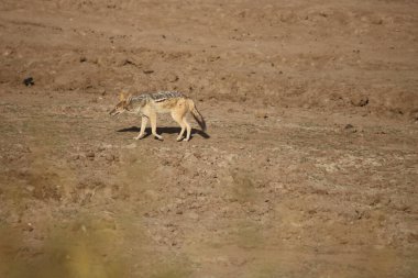 Siyah sırtlı çakal su içmeye gidiyor.