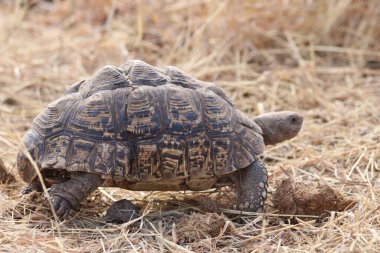 Leopar kaplumbağası sakin bir yürüyüş yapıyor.