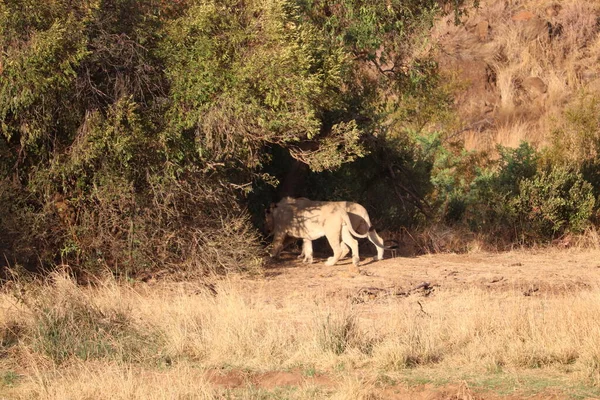 Leões Busca Sombra Durante Dia Africano Quente — Fotografia de Stock