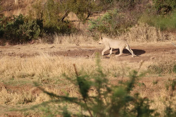 Leeuwen Zoek Naar Schaduw Tijdens Een Hete Afrikaanse Dag — Stockfoto