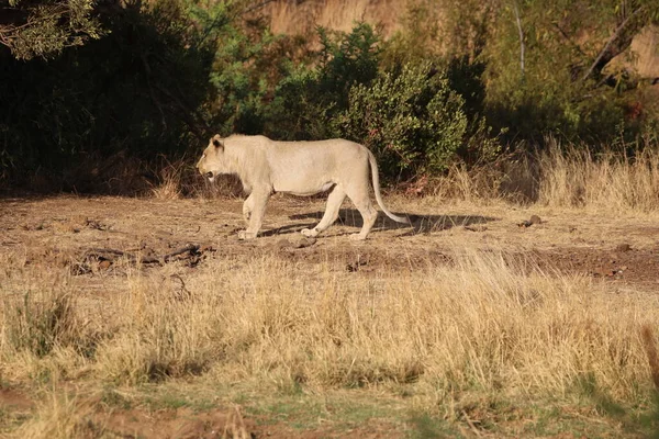 Leões Busca Sombra Durante Dia Africano Quente — Fotografia de Stock