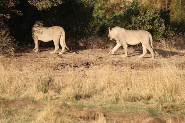 Leões Busca Sombra Durante Dia Africano Quente — Fotografia de Stock