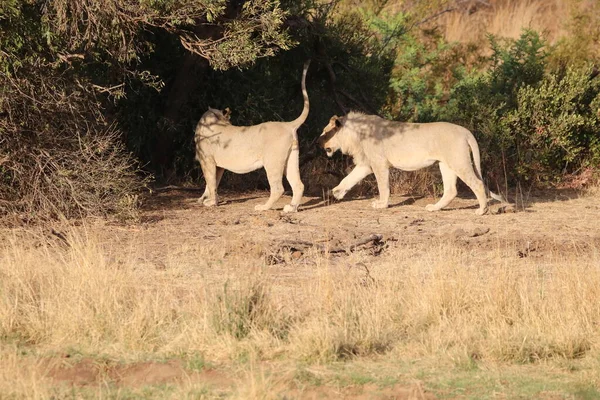 Leões Busca Sombra Durante Dia Africano Quente — Fotografia de Stock