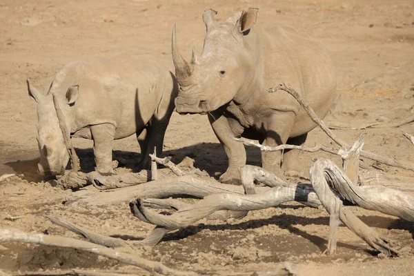 Rinoceronte Branco Vai Beber Rio — Fotografia de Stock