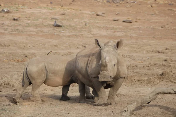 Rinoceronte Branco Vai Beber Rio — Fotografia de Stock