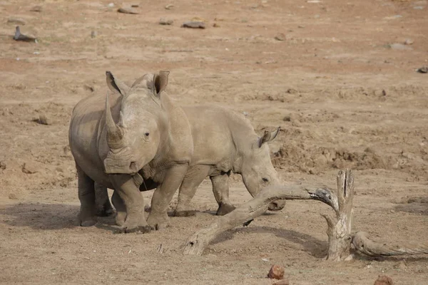 Witte Neushoorn Krijgt Een Drankje Bij Rivier — Stockfoto