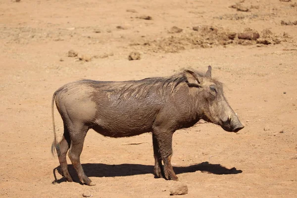 Warthog Depois Uma Linda Chafurdar Lama — Fotografia de Stock