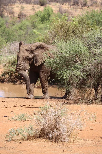 Elefante Africano Revolcándose Barro — Foto de Stock