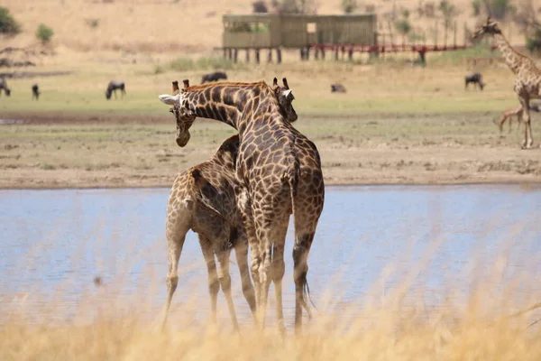 Familie Van Giraffe Hechting Met Elkaar — Stockfoto