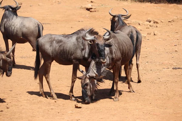 Gnus Azuis Caminho Riacho — Fotografia de Stock