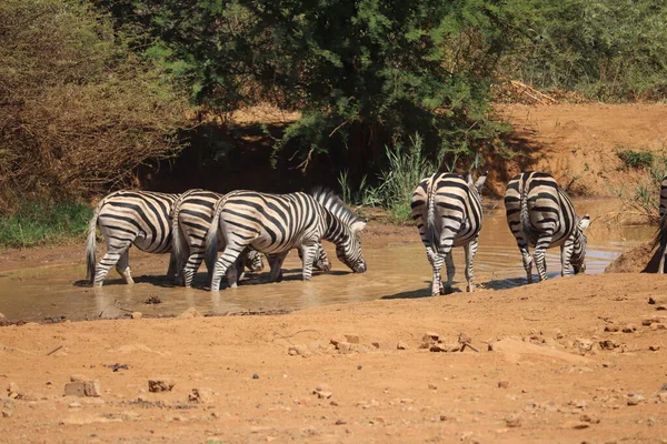 Zebra Tomando Uma Bebida Junto Rio — Fotografia de Stock