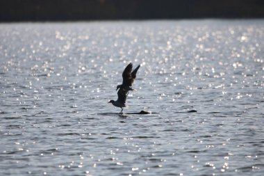 Moddefontein Rezervinde Mısır Kazları