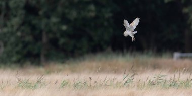 Norfolk Çayırı 'nda Ahırda Baykuş avı