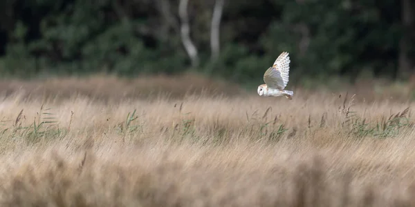 Barn owl hunting over meadow