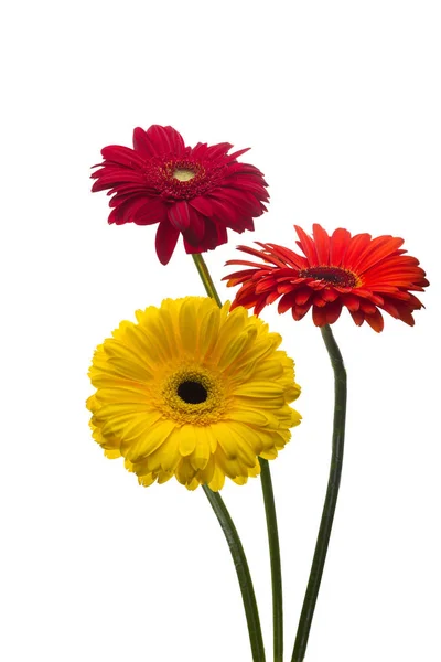 Gerbera Blumen Bunt Dreiteilig Studioleuchte Isoliert — Stockfoto
