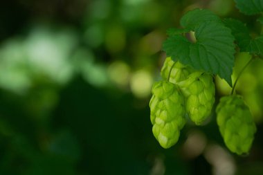 Tarım Arkaplanı - Taze olgun hop ekini