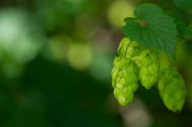Tarım Arkaplanı - Taze olgun hop ekini