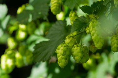 Tarım Arkaplanı - Taze olgun hop ekini