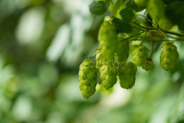 Tarım Arkaplanı - Taze olgun hop ekini