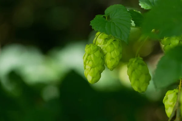 Agriculture Contexte Culture Houblon Frais Mûr — Photo