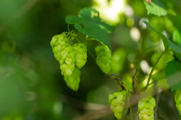 Agriculture Contexte Culture Houblon Frais Mûr — Photo