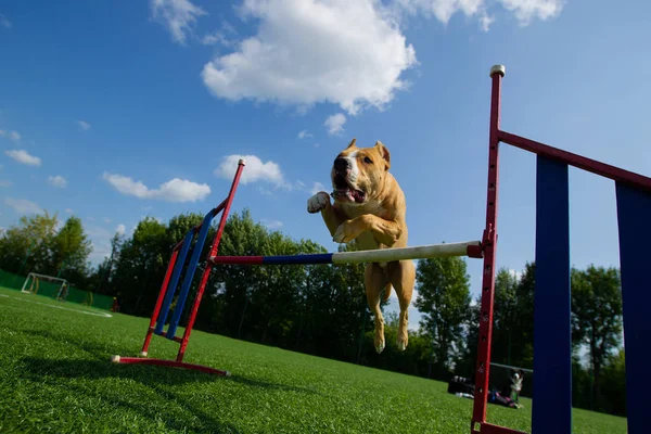 Agility American Staffordshire Terrier Hoppar Över Ett Hinder — Stockfoto