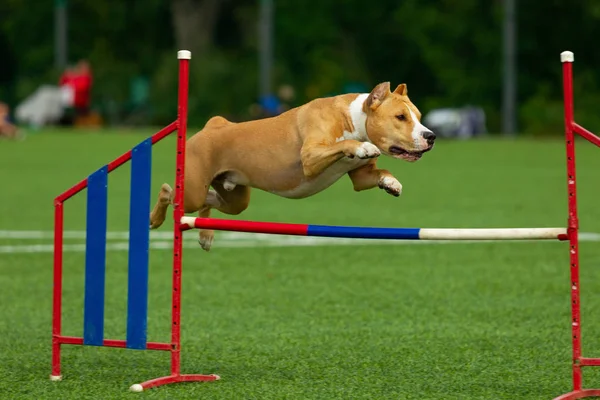 Agilidade American Staffordshire Terrier Salta Sobre Obstáculo — Fotografia de Stock