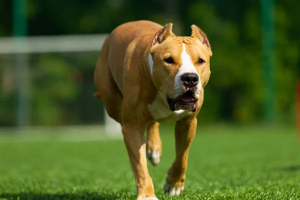 American Staffordshire Terrier Uno Sfondo Erba Verde — Foto Stock