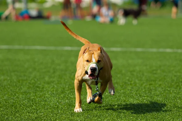 American Staffordshire Terrier Juega Campo —  Fotos de Stock