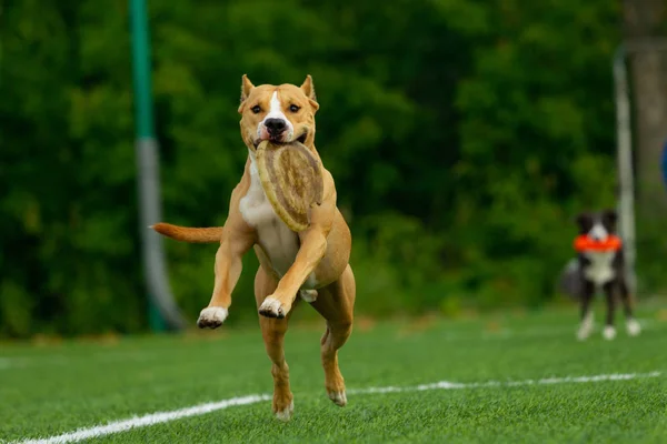 American Staffordshire Terrier Juega Campo —  Fotos de Stock