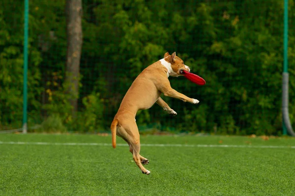 Amerikan Staffordshire Terrier Sahada Oynuyor — Stok fotoğraf