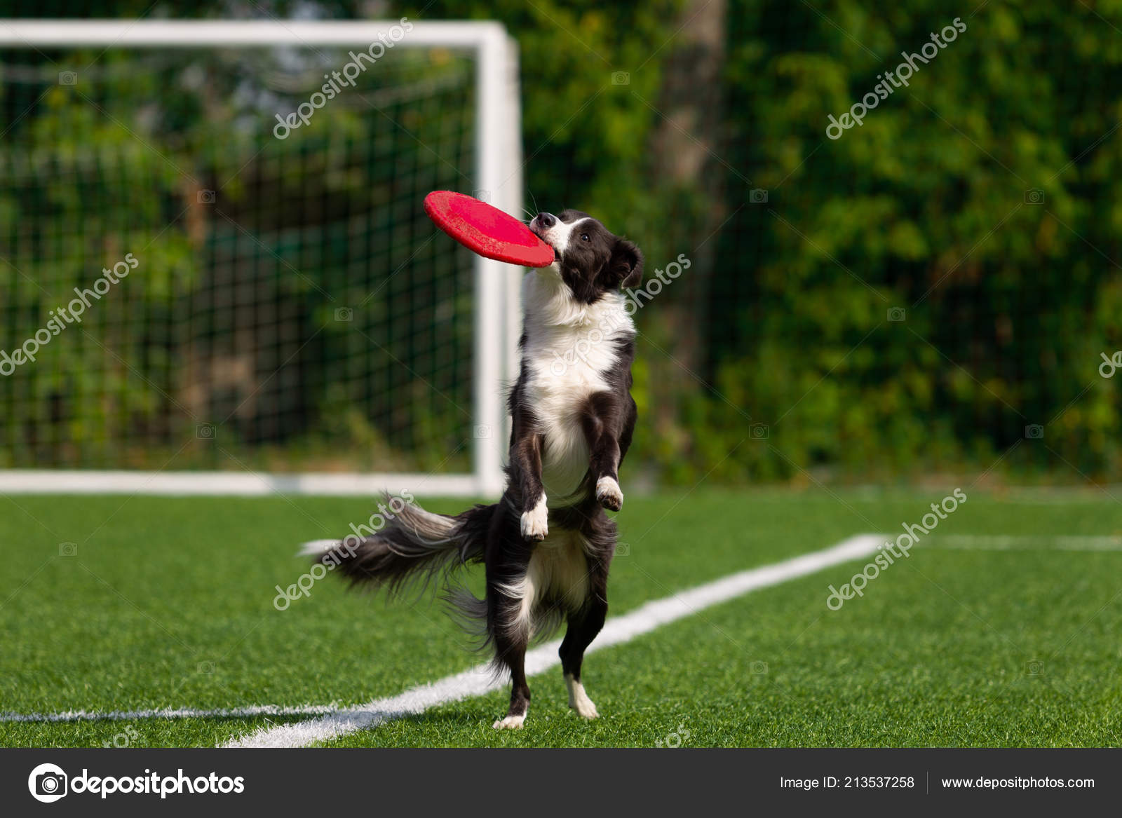 border collie catching frisbee