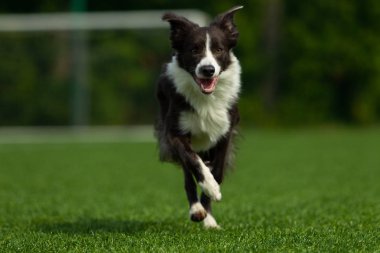 Bir futbol gol, yaz günü, güneş ışığı, doğa ışık, bir zemin karşı kenar kömür ocağı poz