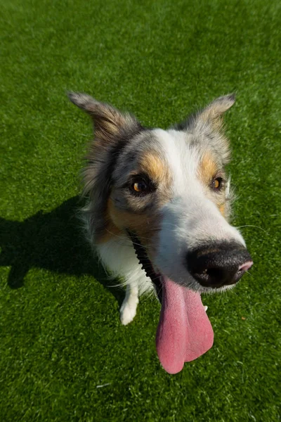 Border Collie Blickt Die Kamera Lustiges Porträt Aufgenommen Mit Einem — Stockfoto