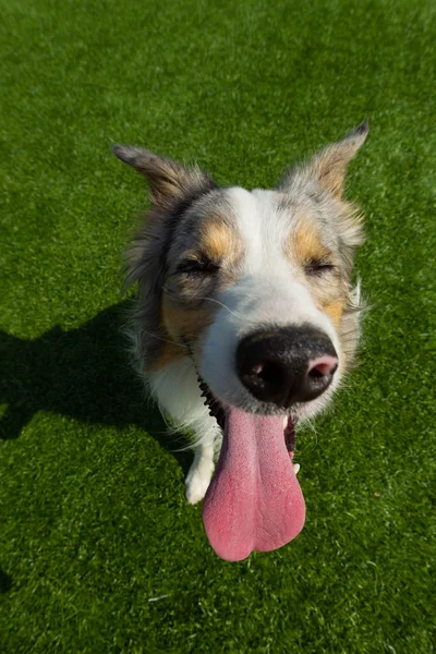 Border Collie Patrzy Kamerę Zabawny Portret Zastrzelony Przez Obiektyw Szerokokątny — Zdjęcie stockowe