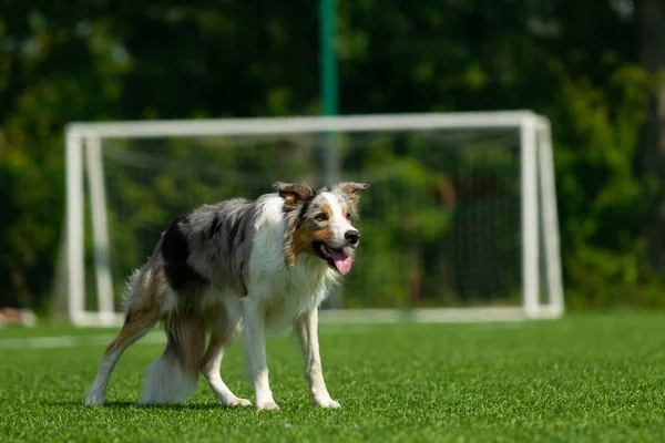 Fronteira Collie Pose Contra Pano Fundo Gol Futebol Dia Verão — Fotografia de Stock