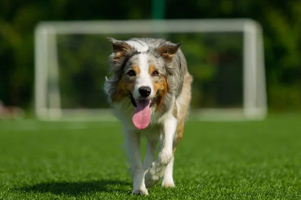 Collie Confine Posa Sullo Sfondo Gol Calcio Giorno Estate Luce — Foto Stock