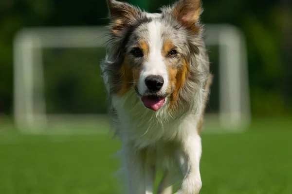 Collie Confine Posa Sullo Sfondo Gol Calcio Giorno Estate Luce — Foto Stock