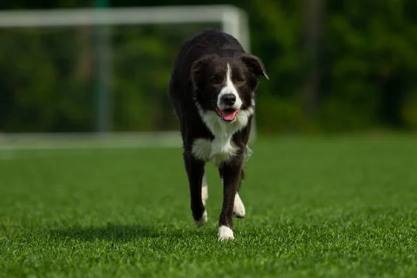 Fronteira Collie Pose Contra Pano Fundo Gol Futebol Dia Verão — Fotografia de Stock