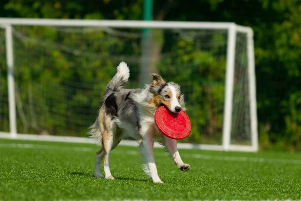 Border collie catches the disc, playing in Frisbee. Summer day. Natural light.
