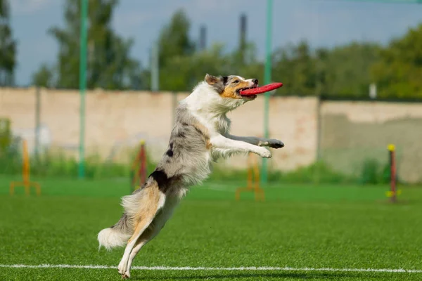 Border Collie Pega Disco Tocando Frisbee Dia Verão Luz Natural — Fotografia de Stock