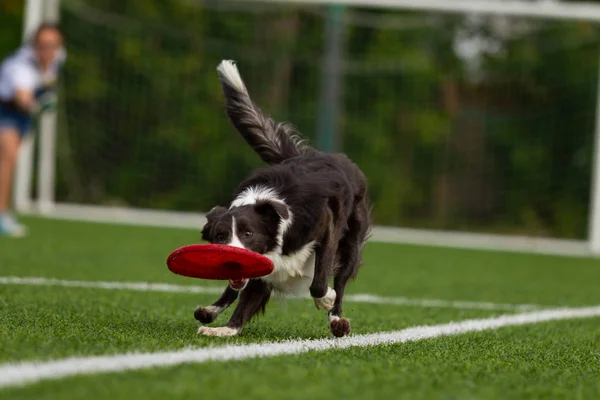 Confine Collie Cattura Disco Giocando Frisbee Giornata Estiva Luce Naturale — Foto Stock